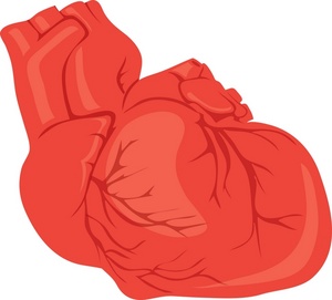 acclaim clipart: a human heart