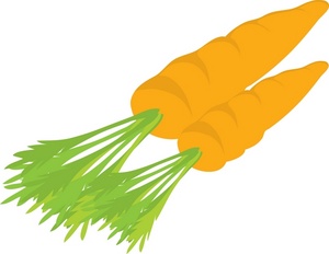 cartoon drawing of a pair of fresh garden picked carrots
