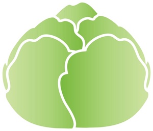 acclaim clipart: simple attractive drawing of a head of lettuce green fresh and ready to for a salad